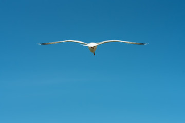A seagull flying, a blue sky in the background