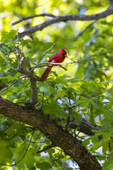 Red Cardinal 1