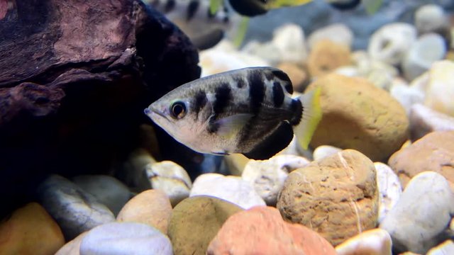 Common Archer Fish (Toxotes chatareus) swimming underwater.