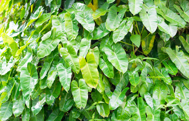 pattern green leaves background