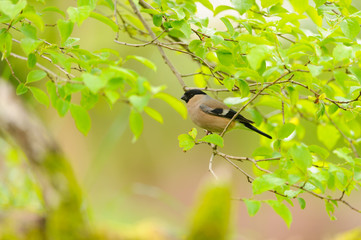 Bullfinch - Dompfaff Weibchen