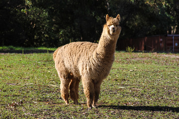 Obraz premium llama
