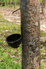 Rubber tree plantation, Thailand