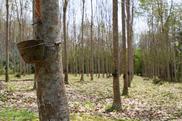 Rubber tree plantation, Thailand