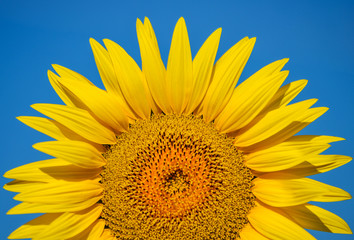 przepiękne toksańskie słoneczniki - obrazy, fototapety, plakaty