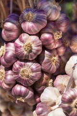 Sales of fresh garlic at the market. Cultivating healthy vegetables. Traditional aromatic spices.