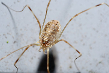 Spider macro of a harvestman