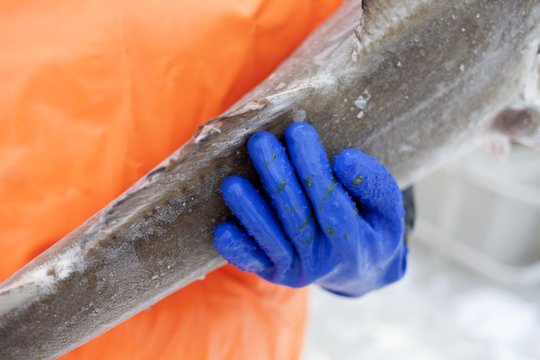 A fisherman's clutches a freshly caught fish 
