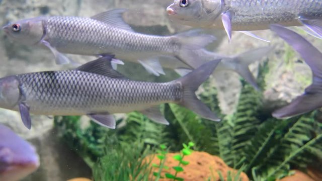 Smallscale Mud Carp (Cirrhinus microlepis) swimming underwater.