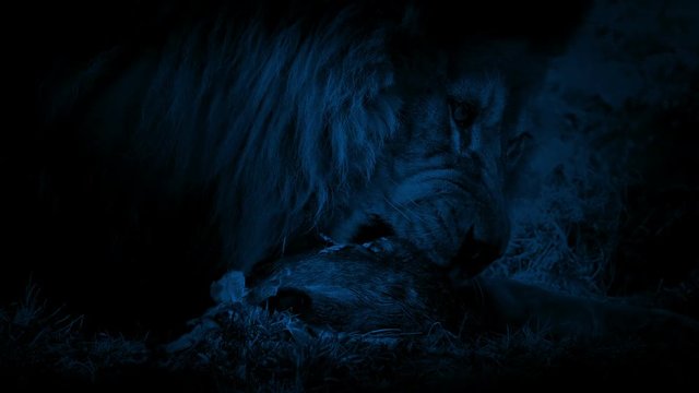 Lion Eating Dead Animal In The Dark