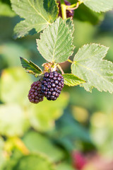 Branch of blackberries