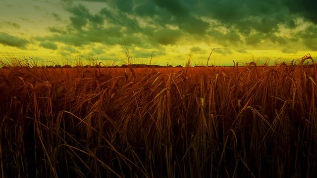 Timelapse d'un champ de bl&eacute; &agrave; l'aube