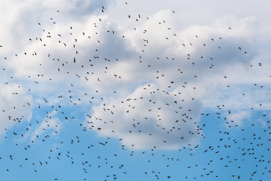Vogelschwarm am Himmel