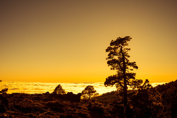 Sunset over clouds with Canary pine, Tenerife