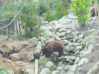 Ours grizzly