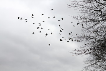 flock of birds