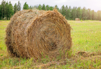 Round bales of straw in meadow. Concept of agriculture. Harvesting of hay