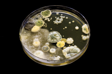 Mold growing on a agar petri dish