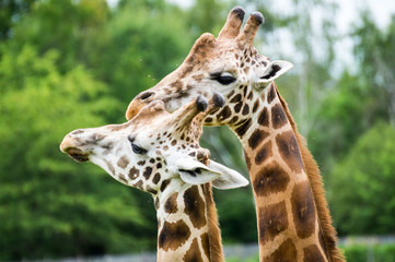 Girafe