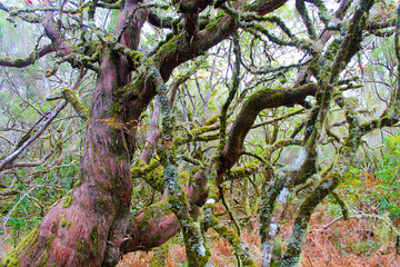 Fototapeta premium Mossy trees in Madeira