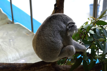 多摩動物公園 木の上で眠るコアラの後ろ姿