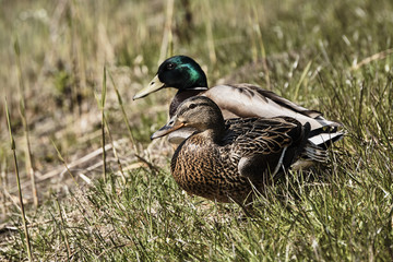 A pair of mallard ducks in the grass on the edge of a pond.