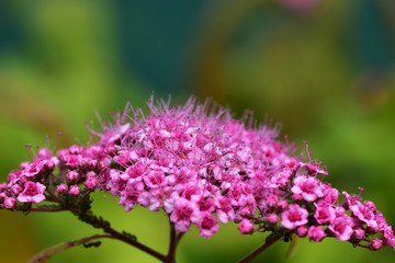 Obraz premium Flower