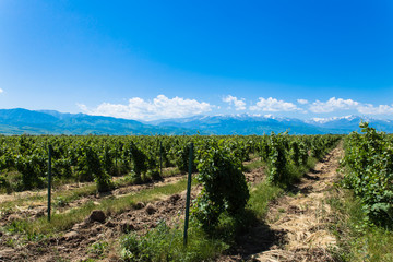 Fototapeta na wymiar winery landscape with blue sky and mountains on background