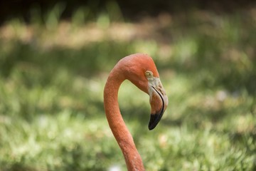 Chilean flamingo (Phoenicopterus chilensis)
