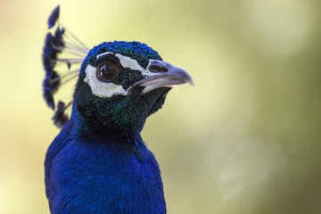 Blue Peafowl (Pavo cristatus)