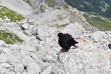 oiseau