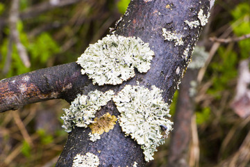 Lichen on pine branches