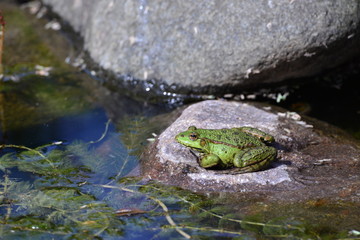Frosch im Teich 5
