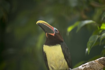 Fototapeta premium Green Araçari (Pteroglossus viridis)