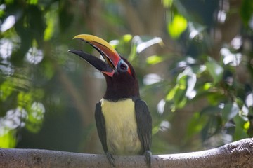 Green Araçari (Pteroglossus viridis)