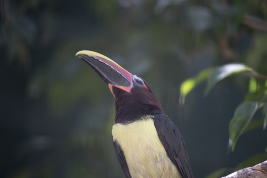 Green Ara&ccedil;ari (Pteroglossus viridis)