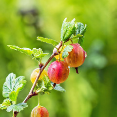 Garden berry bushes Gooseberries ordinary ( lat. Grossularia uva-crispa )