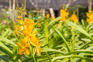 Yellow orchids in the flower garden