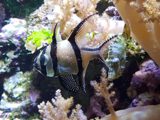 Bangai-Kardinalbarsch