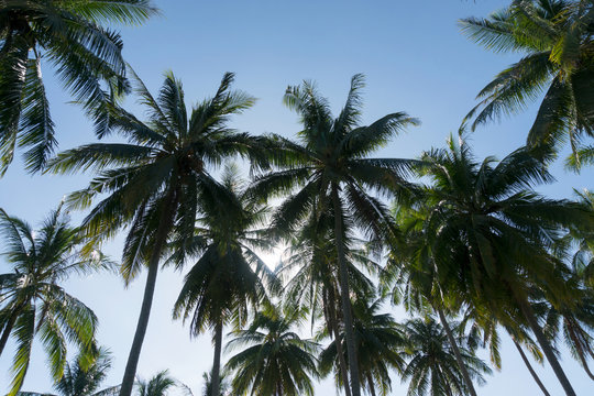 branches of coconut palms trees against blue sky ,for summer background and design.