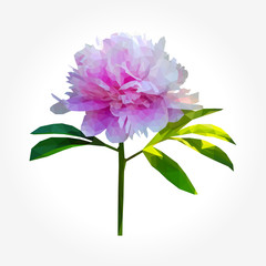 Polygonal peony flower with leaves on white