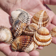 Hands full of sea shells