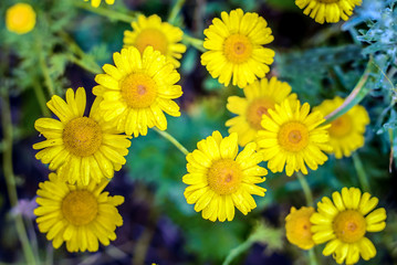 Picture with yellow daisies