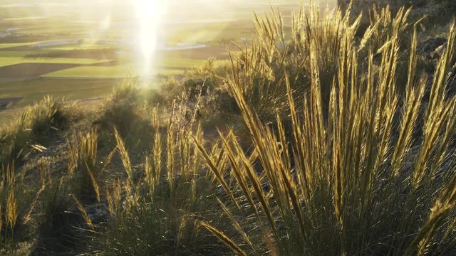 Close up of high grass in a wind. There is a small dog running in the background. Consuegra, Toledo, Spain. Locked down real time medium shot