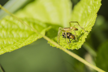 Araignée du marais de Montfort - Grésivaudan - Isère.