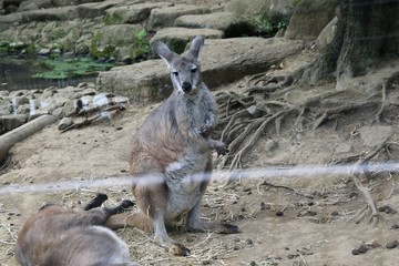 多摩動物公園 腕をかくケナガワラルー 痒い