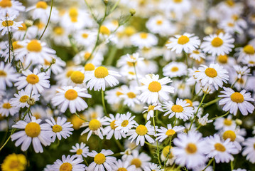 A lot of white daisies in a field