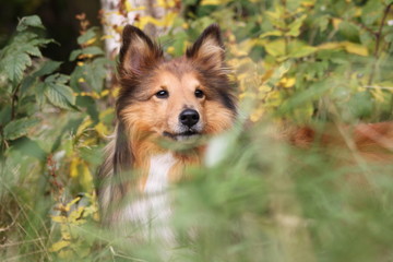 Dog in high grass