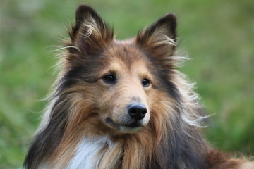 Shetland sheepdog close up