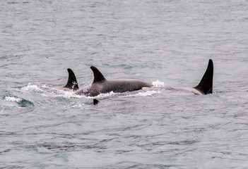 Naklejka premium Group of Orcas
